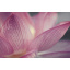 Плитка декоративна Paradyz Acapulco Rosa Inserto Kwiat 250х400х8,1 мм Тернопіль