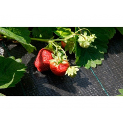 Агроткань AGROCOVER 100 гр/м.кв 3,3х100 м черная Обухов