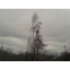 Обрезка веток на деревьях Киев