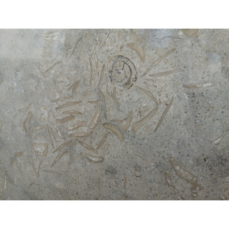 Известняк Seagrass 300х600х20