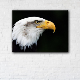 Картина на холсте IBR Eagle 50x65 см