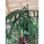 Ель восточная Rovinsky Garden Ауреоспиката Picea orientalis Aureospicata 70-90 см (объем горшка 4 л) RG315 Київ