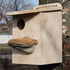 Липовый белчатник (8005) Ивано-Франковск