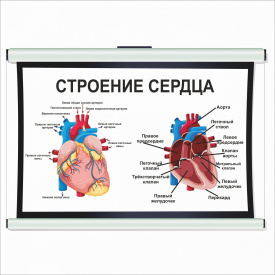 Плакат “Строение сердца” А0