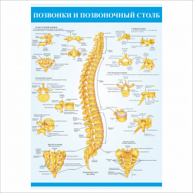 Плакат Vivay “Позвонки и позвоночный столб” А0 (a8224c-5038-3)