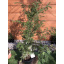 Тис ягодный Rovinsky Garden Taxus baccata 90-110 см 4л (RG551) Київ