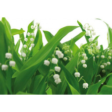 Фотообои 8-517 KOMAR NG Lilies of the Valley 368x254