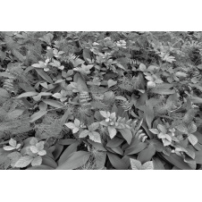 Фотообои 8-914 KOMAR Forest Floor 368х254