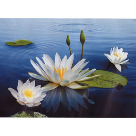 Фотообои Арт Декор Кувшинка 194х268