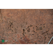 Шпон корень Амбойны 0,6 мм - Logs