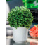 Горшок для цветов Сатина Еко-20 белый Form-Plastic Березне