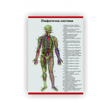 Плакат Vivay Лімфатична система 30х40 см Білий