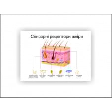Плакат Vivay Сенсорные рецепторы кожи 30х40 см Белый