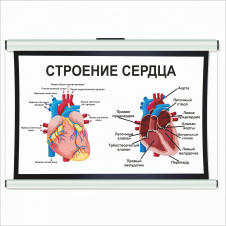 Плакат Строение сердца А0