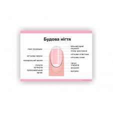 Плакат Строение ногтя Vivay 84х118 см Белый