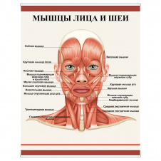 Плакат Vivay М'язи обличчя та шиї А1 (8928)