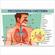 Плакат Респіраторна система А0