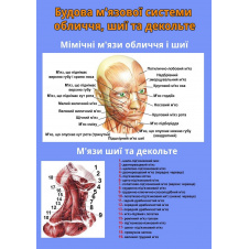 Плакат Vivay Будова м'язової системи обличчя, шиї та декольте А3 (4687)