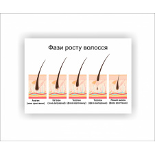 Плакат Vivay Фази росту волосся розмір 30х40 см Білий