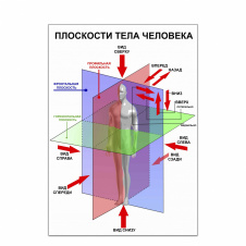 Плакат Плоскості тіла людини А3