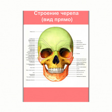 Плакат Vivay Будова черепа (вид прямо) А1 (8158)