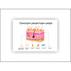 Плакат Vivay Сенсорні рецептори шкіри 30х40 см Білий Ірпінь
