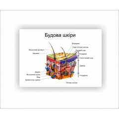 Плакат Vivay Будова шкіри 30х40 см Білий Суми