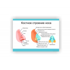 Плакат Vivay Кісткова будова носа 30 х 40 см Білий Ірпінь