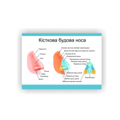 Плакат Vivay Кісткова будова носа 30 х 40 см Білий Ірпінь