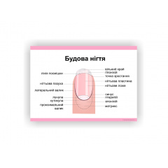 Плакат Будова нігтя Vivay 84х118 см Білий Хмельницький