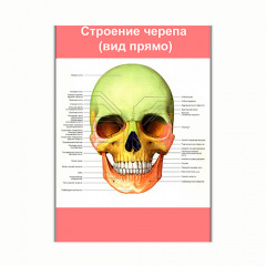 Плакат Vivay Будова черепа (вид прямо) А0 (8157) Київ