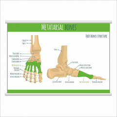 Плакат Vivay Metatarsal bones з планкою А0 (9015) Київ