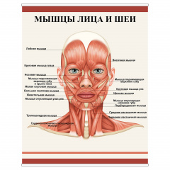 Плакат Vivay М'язи обличчя та шиї А3 (8930) Вінниця
