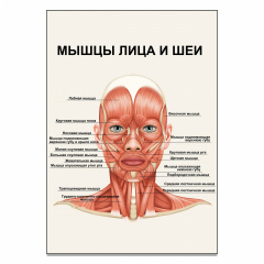 Плакат М'язи обличчя та шиї А2 Житомир