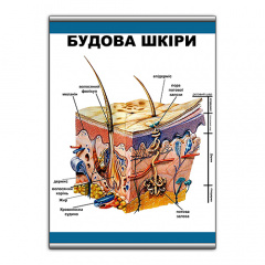 Плакат Vivay Будова шкіри с планкой А3 (9102) Черкассы