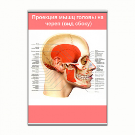Плакат Vivay Проекція м'язів голови на череп (вид збоку) з планкою А3 (9146)