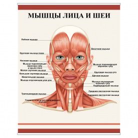 Плакат Vivay М'язи обличчя та шиї А3 (8930)
