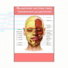 Плакат Vivay М'язова система особи (зональний поділ) А3 (8216)