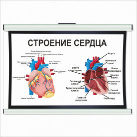 Плакат Vivay Будова серця А2