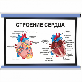 Плакат Vivay Будова серця А1 (5457)