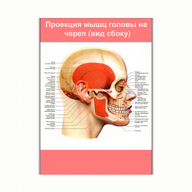 Плакат Vivay Проекция мышц головы на череп (вид сбоку) А2 (8239)
