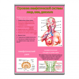 Плакат Vivay Будова лімфатична система обличчя, шиї, декольте з планкою А3 (9084)
