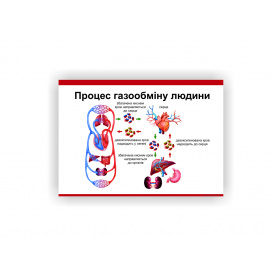 Плакат Vivay Процес газообміну людини 60х80 см Білий