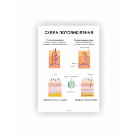Плакат Vivay Система потовиділення 60х80 см Білий (hub_45dxkl)