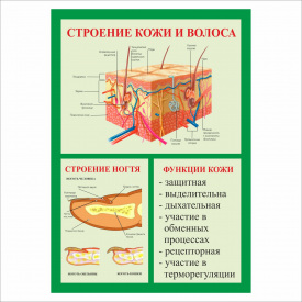 Плакат Будова шкіра та волосся А2