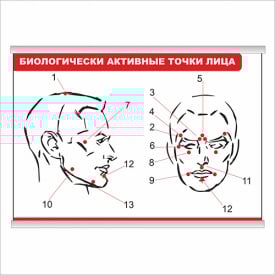 Плакат Vivay Біологічно активні точки обличчя з планкою А3 (9206)