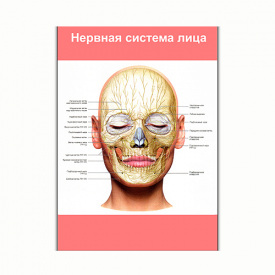 Плакат Vivay Нервова система особи А3 (8256)