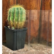 Профильный поликарбонат Suntuf колотый лед прозрачный 2УФ-защита