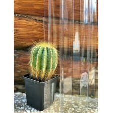 Профільний полікарбонат (прозорий шифер) Suntuf 0,8 мм прозорий 1.26x3м