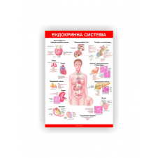 Плакат Ендокринна система Vivay 84х118 см Білий